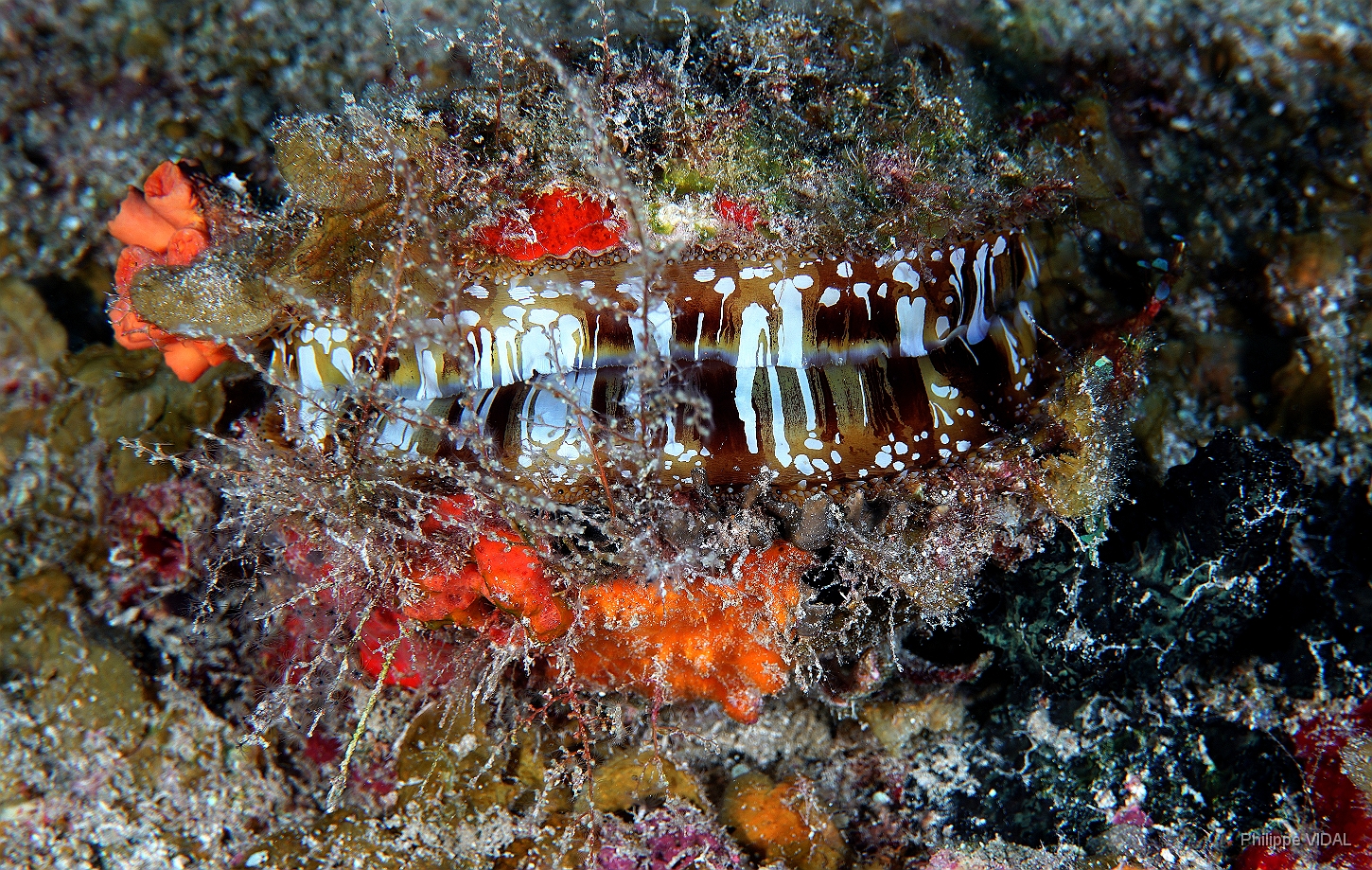 MediaEarth - Bahamas 2017 - DSC02341_rc- Variable Thorny oyster - Spondyle - Spondylus aurantius.jpg